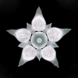 Потолочная люстра La Murrina Fenice R/5 QD-3S